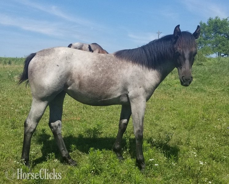 Quarter Horse - "MF WYO BLUE BERRY" Blue Roan Filly Quarter Horse