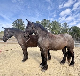 "Hollis and Huey" Blue Roan Gelding Draft
