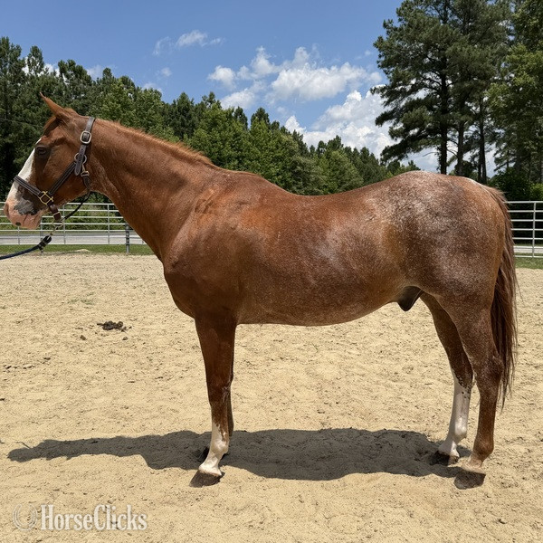 "Sorrel" Sorrel Gelding Quarter Horse