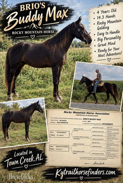 "Brio?s Buddy Max " Chocolate Gelding Rocky Mountain in Kentucky