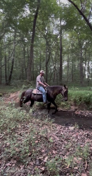 "Brio?s Buddy Max " Chocolate Gelding Rocky Mountain