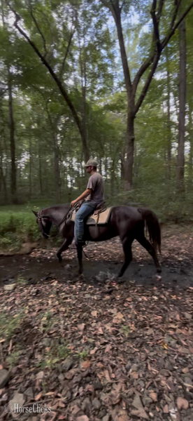 Kentucky "Brio?s Buddy Max " Chocolate Gelding Rocky Mountain