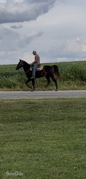 "Brio?s Buddy Max " Chocolate Gelding Rocky Mountain - Rocky Mountain in Kentucky