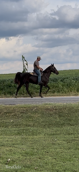 "Brio?s Buddy Max " Chocolate Gelding Rocky Mountain Kentucky