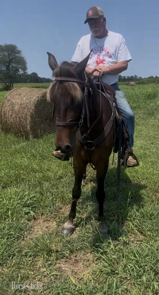 Rocky Mountain - "Brio?s Buddy Max " Chocolate Gelding Rocky Mountain in Kentucky