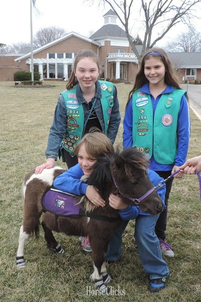 "Please call or text us at *941-548-MINI*" Pinto Gelding American Miniature in Florida