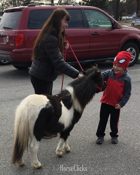 American Miniature - "Please call or text us at *941-548-MINI*" Pinto Gelding American Miniature in Florida