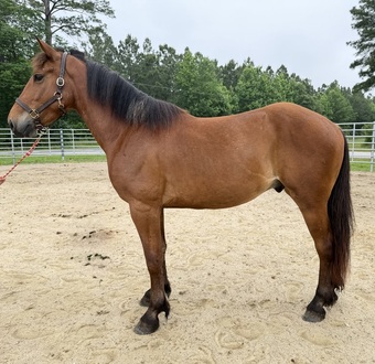 "Bay" Bay Gelding Draft