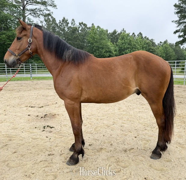 "Bay" Bay Gelding Draft in North Carolina