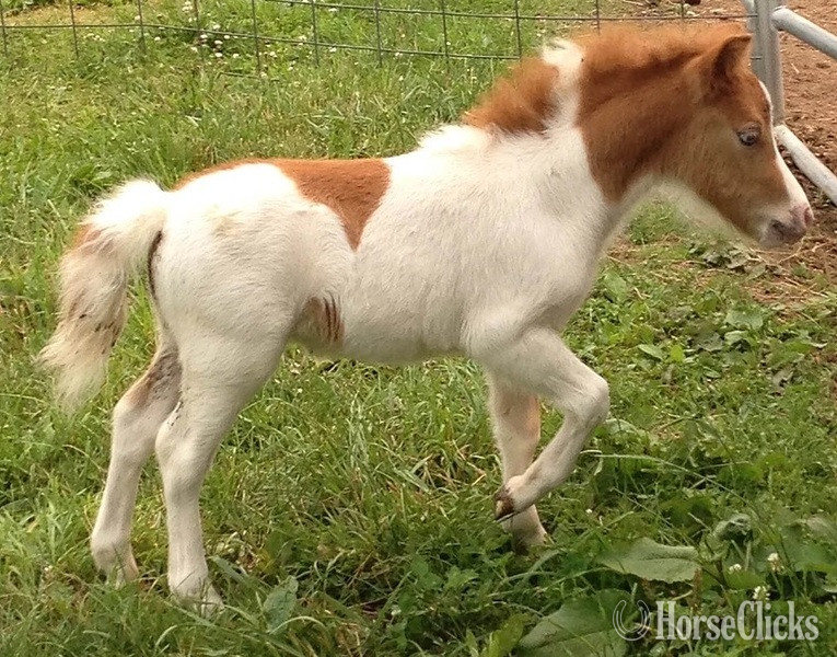 Florida "Please call or text us at *941-548-MINI*"  Filly American Miniature