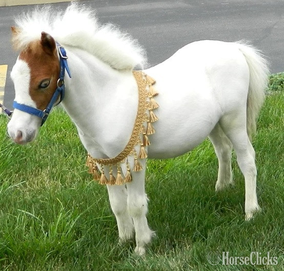 "Please call or text us at *941-548-MINI*"  Filly American Miniature - American Miniature in Florida