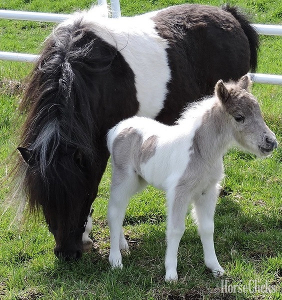 "Please call or text us at *941-548-MINI*"  Filly American Miniature Florida