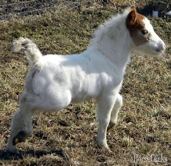 American Miniature - "Please call or text us at *941-548-MINI*"  Filly American Miniature in Florida