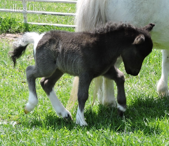 "Please call or text us at *941-548-MINI*" Sorrel Filly American Miniature - American Miniature