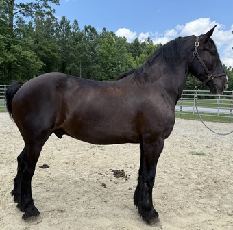 "Percheron " Black Gelding Percheron