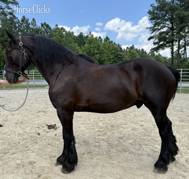 "Percheron " Black Gelding Percheron
