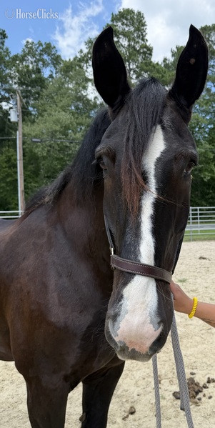 North Carolina "Percheron " Black Gelding Percheron