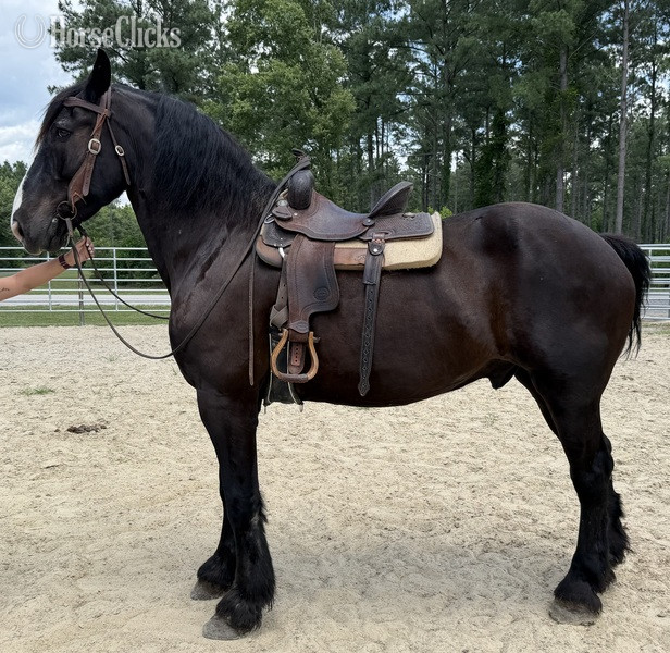 "Percheron " Black Gelding Percheron - Percheron in North Carolina