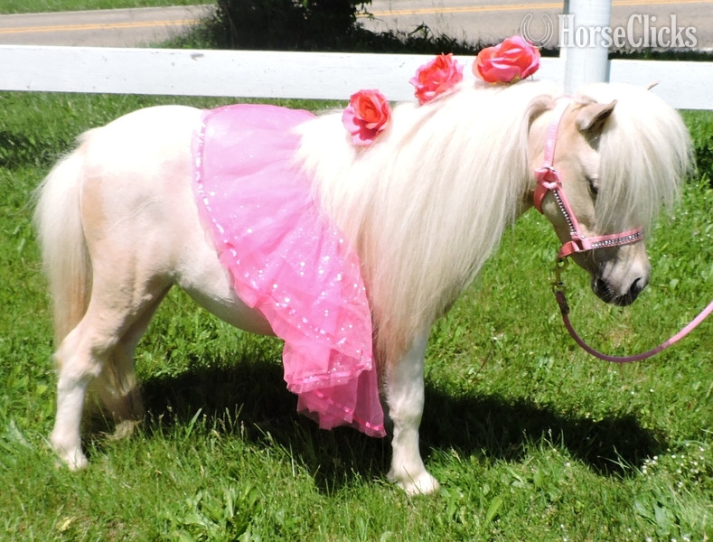 "Please call or text us at *941-548-MINI*" Other Mare American Miniature