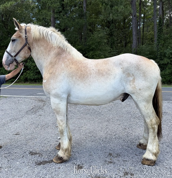 "Belgian " Red Roan Gelding Belgian