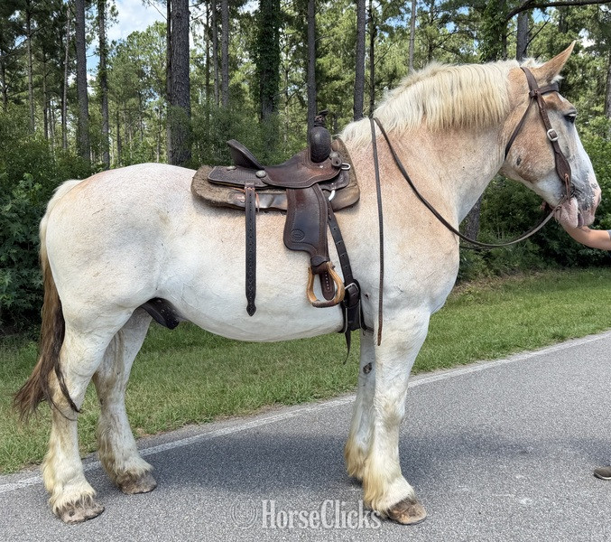 "Belgian " Red Roan Gelding Belgian - Belgian