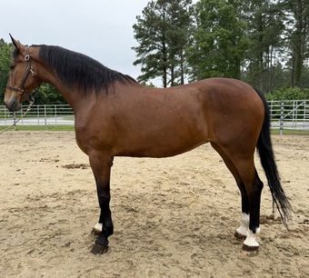 "Bay" Bay Mare Quarter Horse