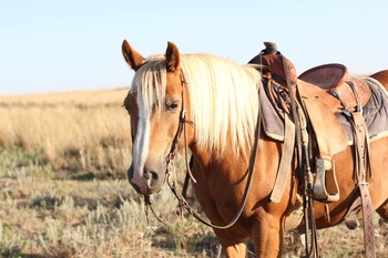 "COOKIE" Sorrel Mare Haflinger