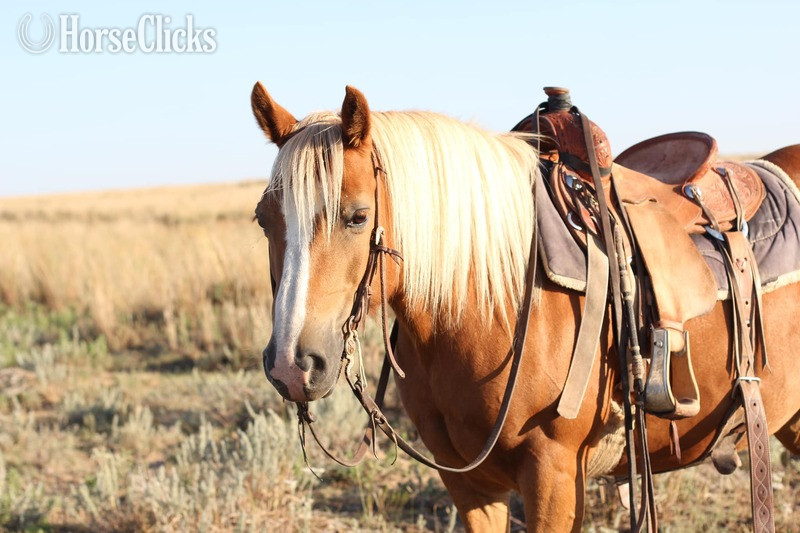"COOKIE" Sorrel Mare Haflinger in California
