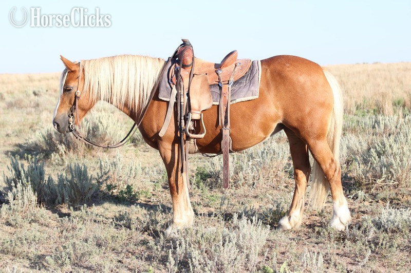 "COOKIE" Sorrel Mare Haflinger