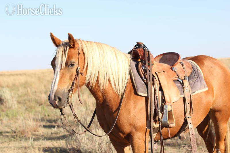 California "COOKIE" Sorrel Mare Haflinger