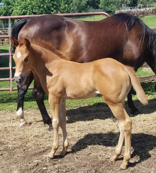 "Performance Roan prospect" Red Roan Filly Quarter Horse in Iowa