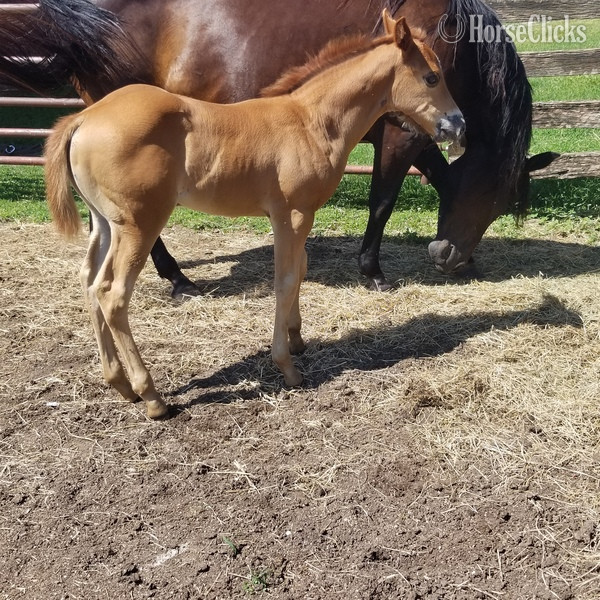 "Performance Roan prospect" Red Roan Filly Quarter Horse