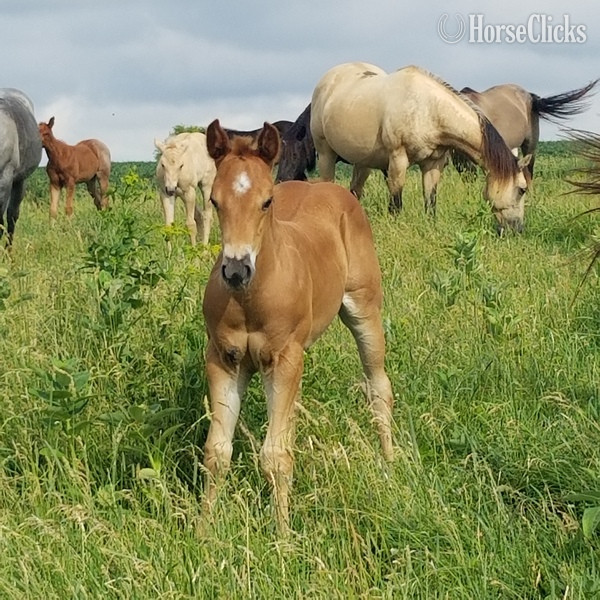 Iowa "Performance Roan prospect" Red Roan Filly Quarter Horse