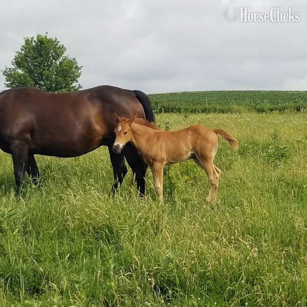 "Performance Roan prospect" Red Roan Filly Quarter Horse Iowa