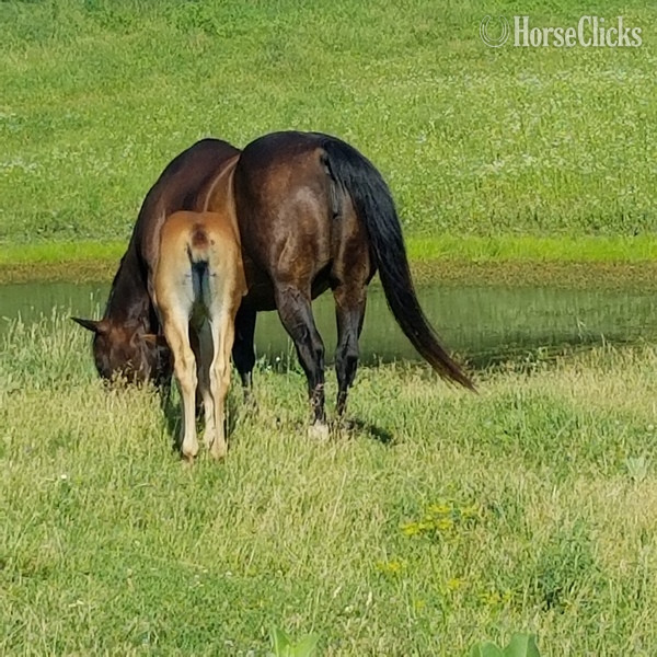 Quarter Horse - "Performance Roan prospect" Red Roan Filly Quarter Horse in Iowa