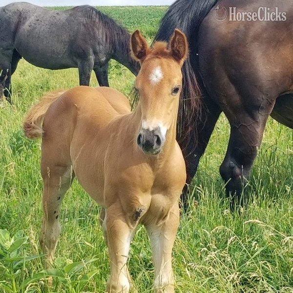 Quarter Horse - "Performance Roan prospect" Red Roan Filly Quarter Horse