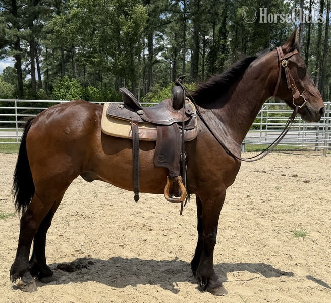 North Carolina "Bay" Bay Gelding Morgan