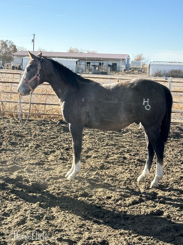"CLR FRENCH SCOOTER" Grey Colt Quarter Horse in Colorado