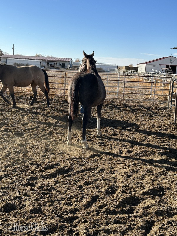 Colorado "CLR FRENCH SCOOTER" Grey Colt Quarter Horse