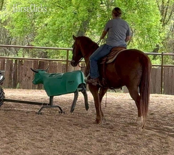 "Tony" Sorrel Gelding Quarter Horse
