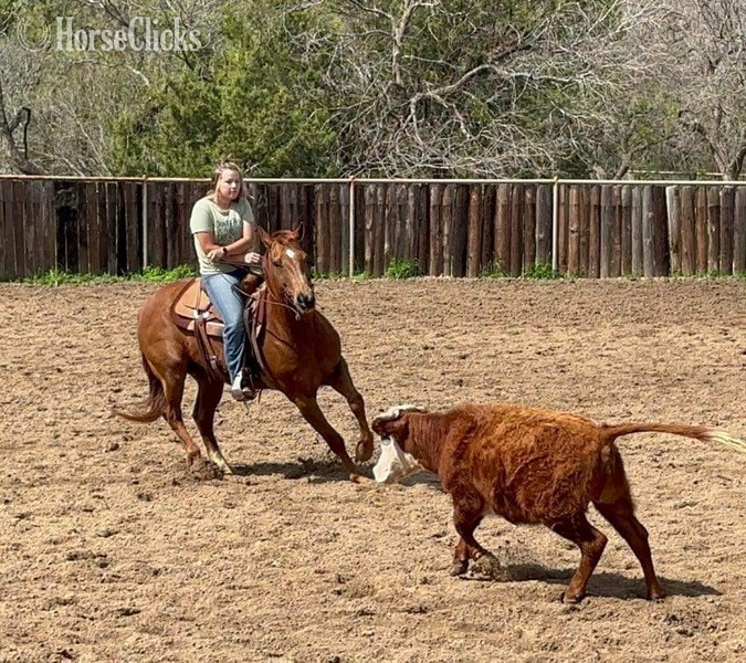 Texas "Tony" Sorrel Gelding Quarter Horse