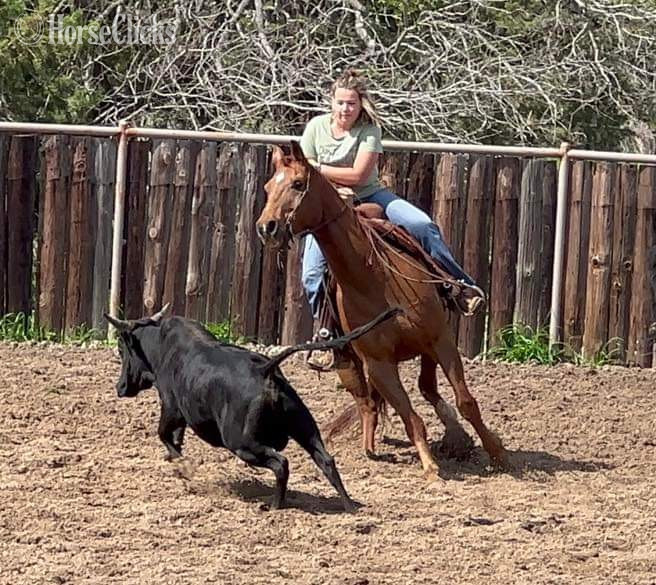"Tony" Sorrel Gelding Quarter Horse - Quarter Horse in Texas