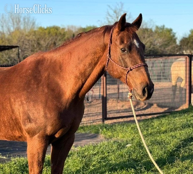 "Tony" Sorrel Gelding Quarter Horse - Quarter Horse