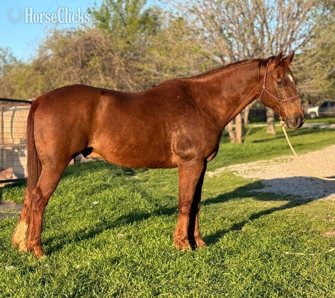 "Tony" Sorrel Gelding Quarter Horse Texas