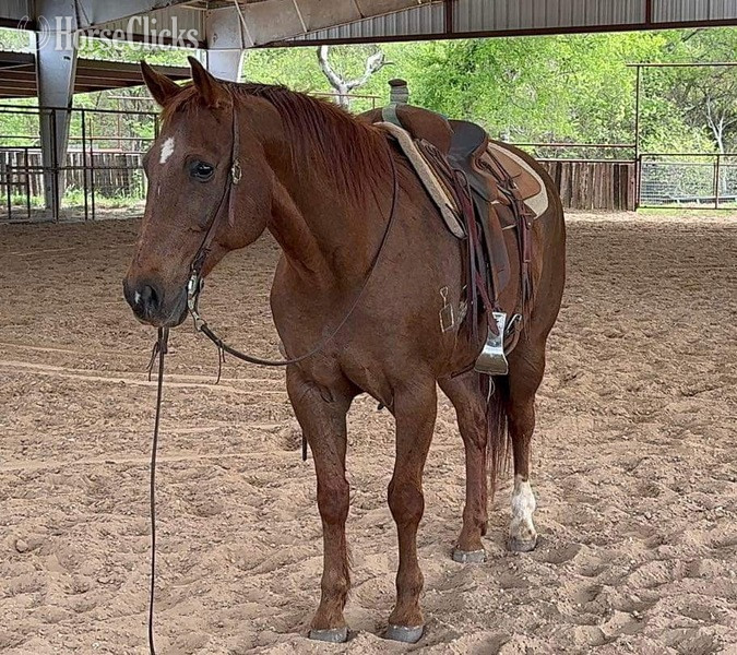 Quarter Horse - "Tony" Sorrel Gelding Quarter Horse in Texas