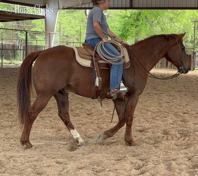 Quarter Horse - "Tony" Sorrel Gelding Quarter Horse