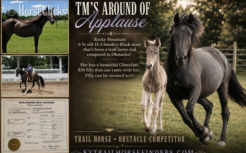 "TMs Round Of Applause " Black Mare Rocky Mountain in Kentucky