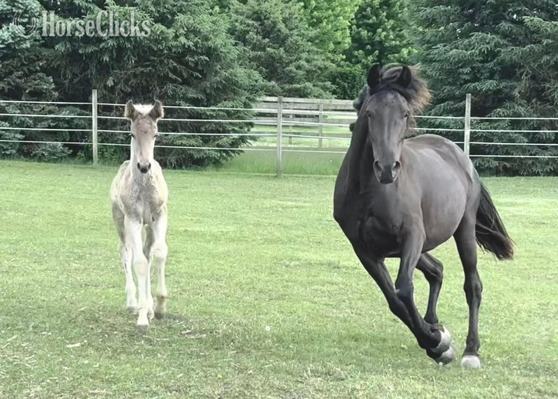 Rocky Mountain - "TM?S Round Of Applause " Black Mare Rocky Mountain