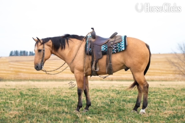 "RYAN LIGHTHORSE" Buckskin Gelding Quarter Horse in California