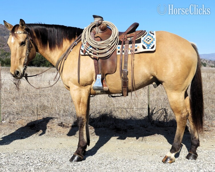 "RYAN LIGHTHORSE" Buckskin Gelding Quarter Horse